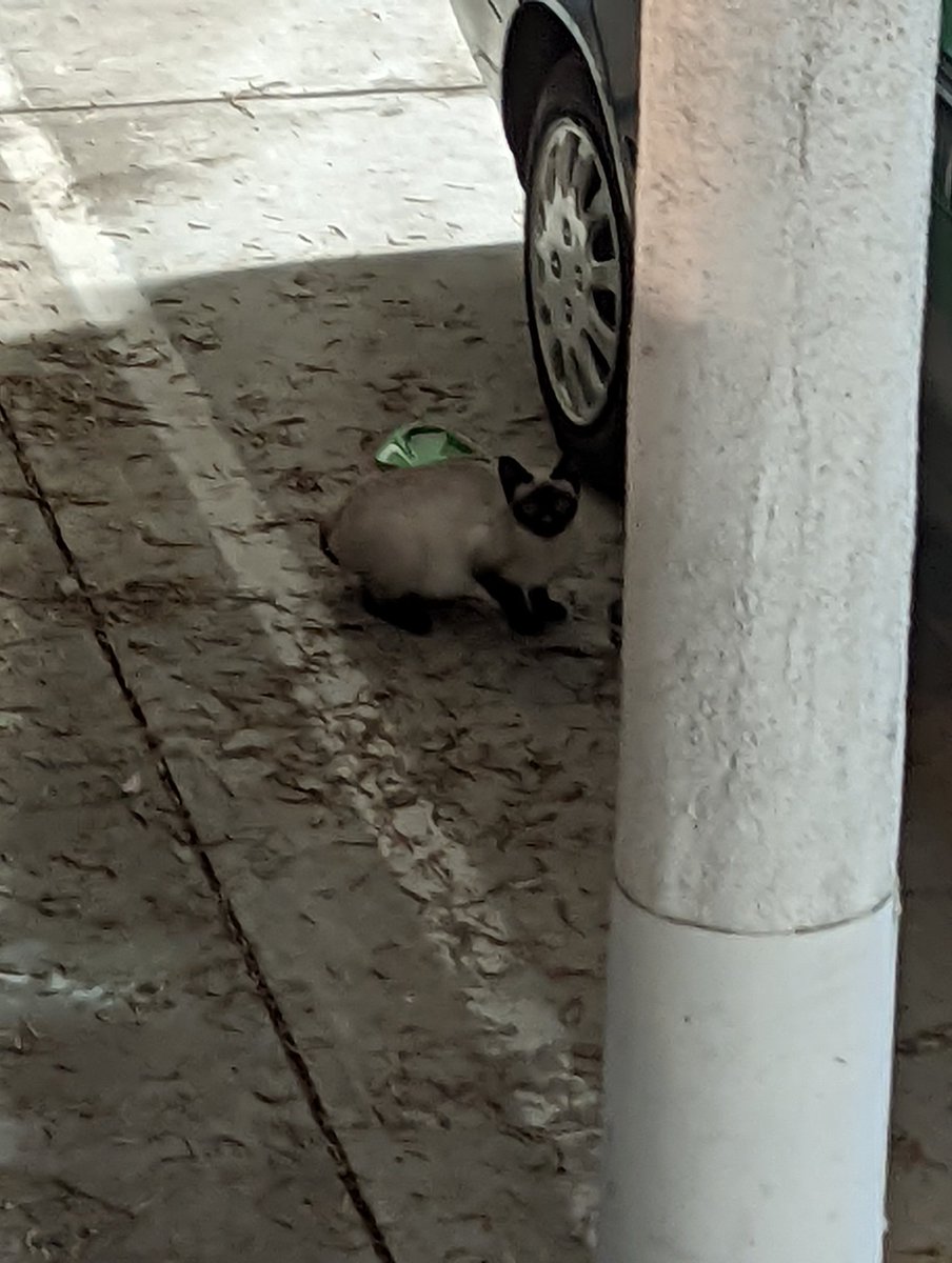 AnthonyHansen's tweet photo. Finally able to capture a picture of Sagan. Had to zoom in. They took off right after I took the pic. #feralkitty https://t.co/TLmGS5PfBz