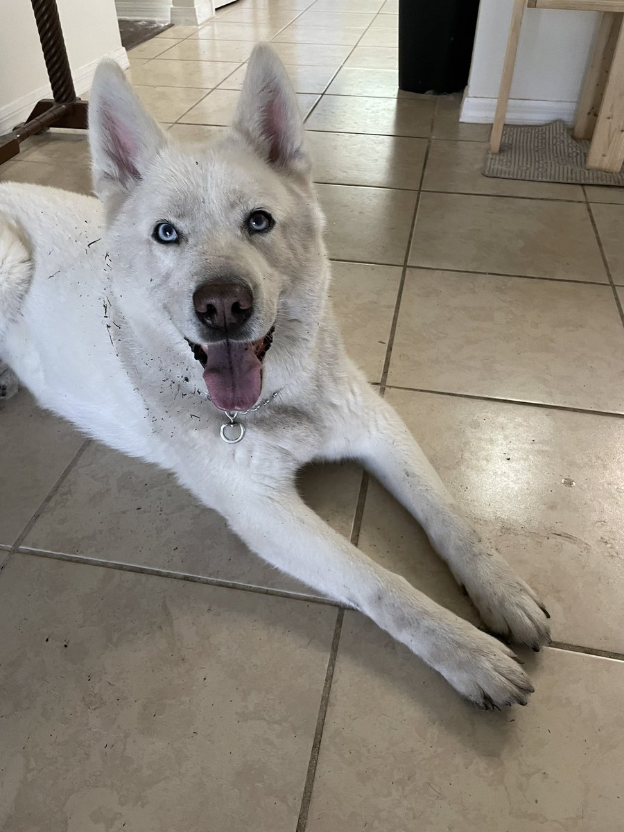 RBurger365's tweet photo. Nope , I was not in the yard digging up the brand new sod and I did not get dirt in my mouthπ. I just sneezed and got dirty. #husky #huskydigging #dogs #dogsoftwitter #dogsdigging #huskydigging #diggingtochina https://t.co/EHaZRsozUG