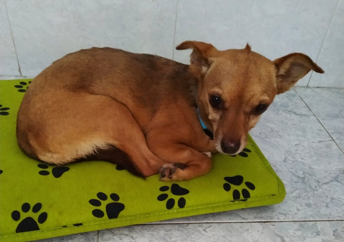 SosAbuelos1's tweet photo. #PEQUEÑAJA (8 AÑOS) #CASTELLÓN
No se quieren hacer cargo de ella y la van llevar a la perrera.
Se busca  con urgencia una adopción. La bebe está encerrada en una habitación.

En la calle no sé como soy, no he salido nunca!! No conozco el mundo 
637625012 https://t.co/7PfawdXODP