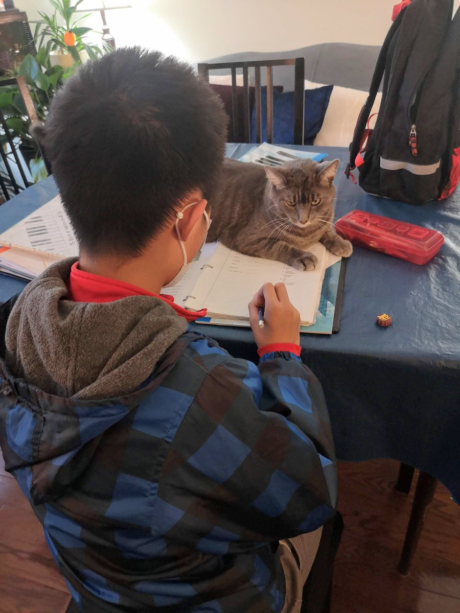 Hutt_Family's tweet photo. Jerry felt that pets were more important than theory work!
#cats #catstagram #catsofinsta #catscatscats #catsofinstagram #catlovers #bigcats #bigcatsforever #kitty #kittycat #kittymeow #kittykitty #meow #meowmeow #meowstagram #mondaymotivation #mondaymood #mondayvibes #catlover https://t.co/HzORFJtCeA