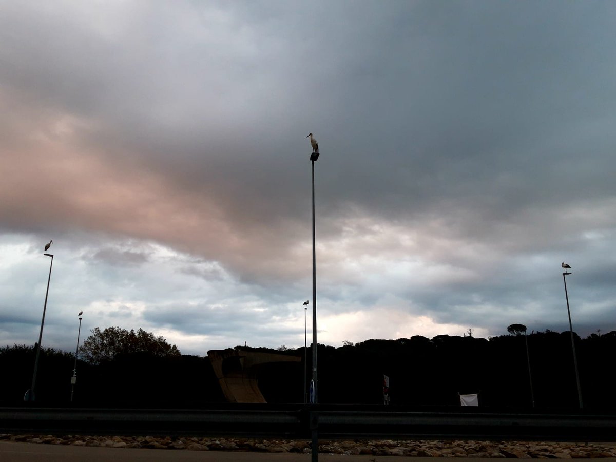BAnonims's tweet photo. Fa mitja hora, #cigonyes a la rodona de #Pals 
#324eltemps @eltempsTV3 https://t.co/6amAuKKTrv
