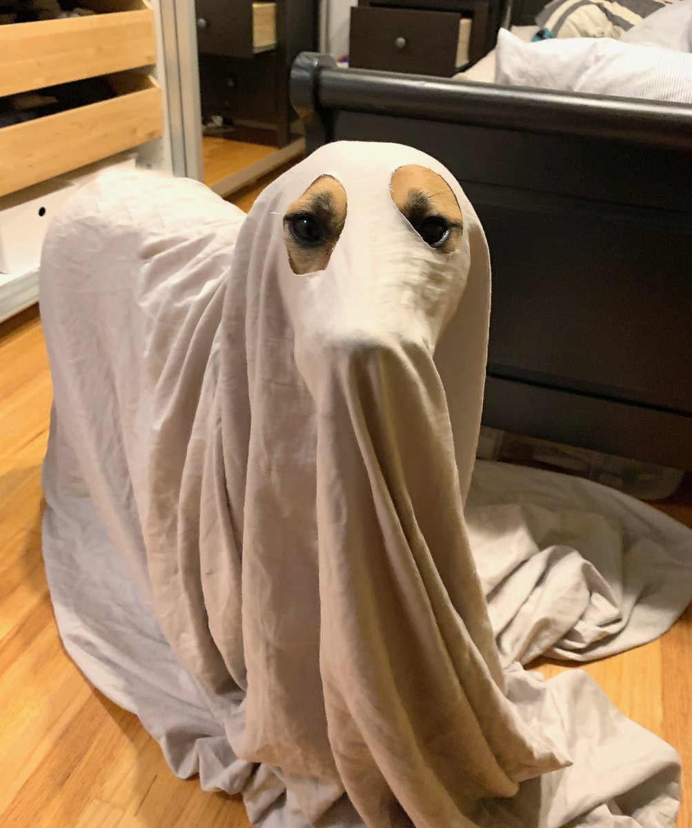 JonasTheBrewer's tweet photo. @jannarden Boo! 👻 https://t.co/d5rFqwV9PN