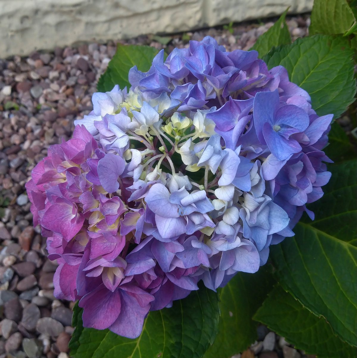 Love it when they do this💚💙💜
#Gardening #HydrangeaLove #flowerhunting