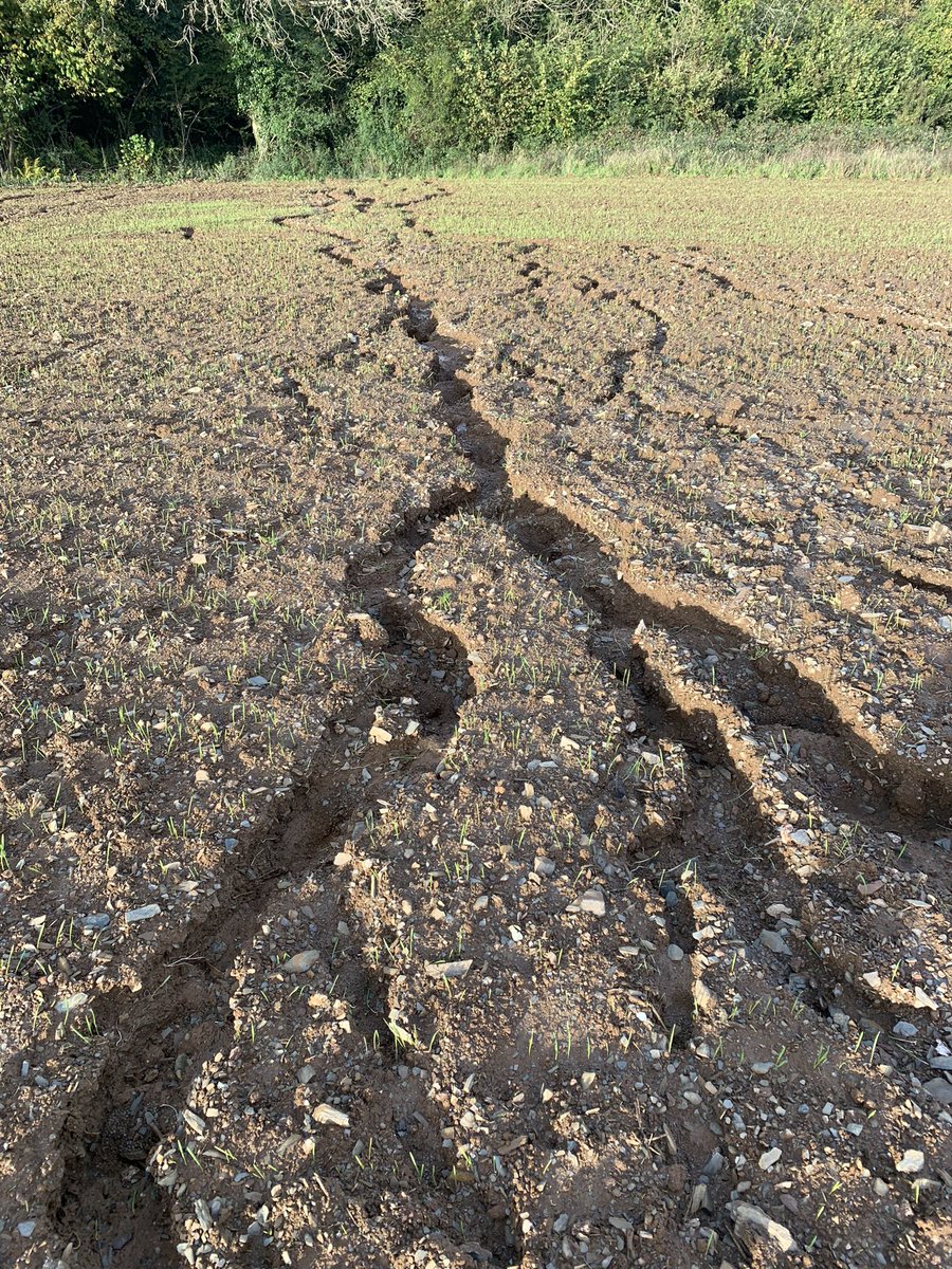 JamesWimpress's tweet photo. The difference between getting a crop in “early”to being “late.” After the equinox the autumnal rains come in the Westcountry and this is the difference between keeping soil in the field or losing it forever! What to do….. @SoilsAlliance @agricology #soiltsunami https://t.co/GwXLgqFtsF