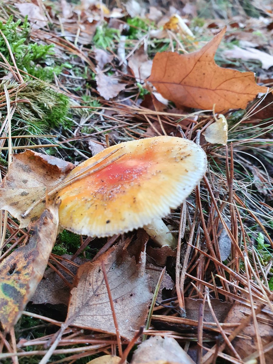missonfire's tweet photo. Boompjes klimmen en natte voeten halen @ Boswachterij Staphorst- De Zwarte Dennen https://t.co/PkRm8mItUK