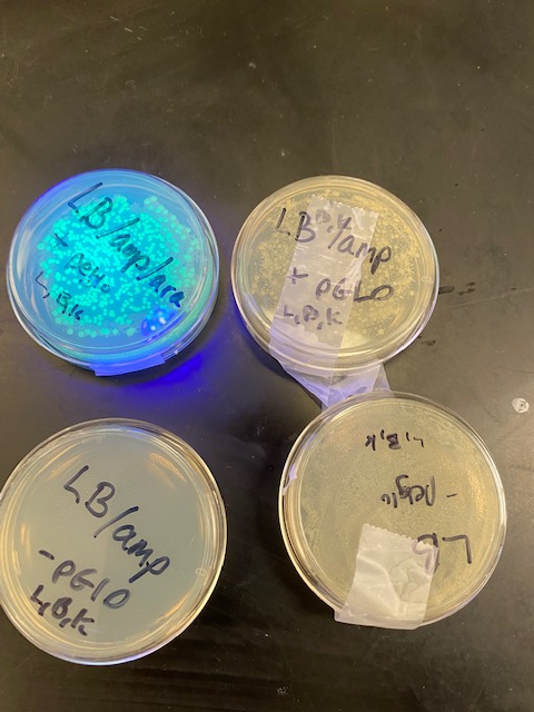 pgsmst's tweet photo. Students in Biology creating transgenic ecoli by combining an ampicillin resistant gene with a jellyfish gene which created a cool glow in the dark effect! https://t.co/l1lSMqEXTW