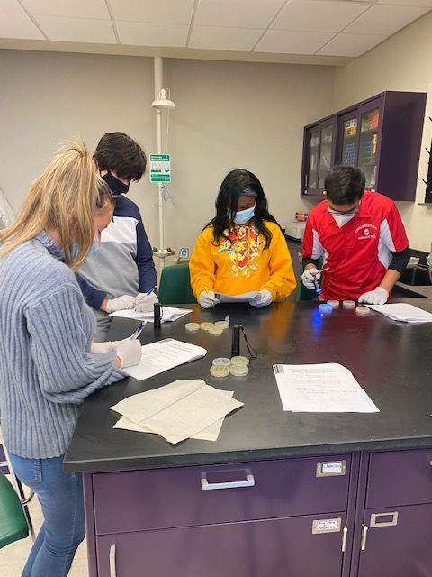 Students in Biology creating transgenic ecoli by combining an ampicillin resistant gene with a jellyfish gene which created a cool glow in the dark effect!