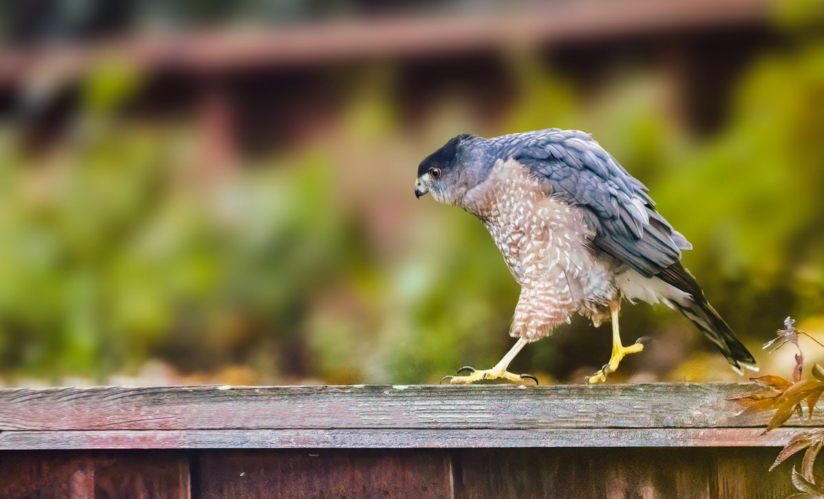 BirdWatchingMagazine tweet media