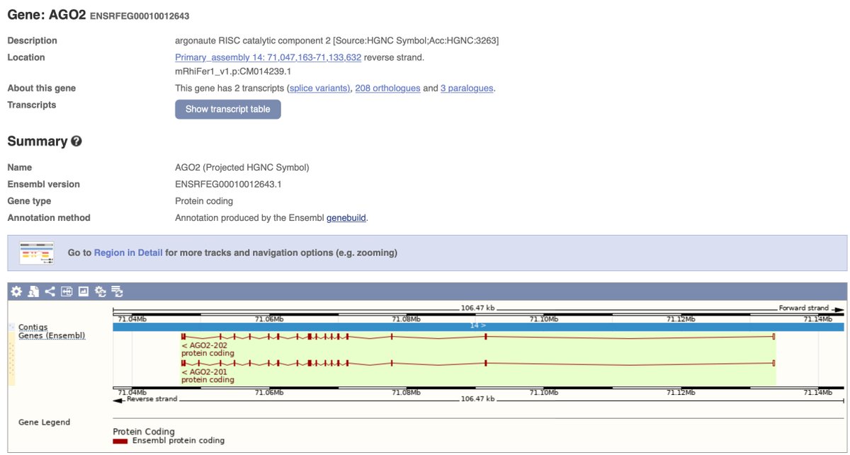ensembl's tweet photo. Our post- #Halloween #GeneOfTheWeek is greater horseshoe #bat gene AGO2 (argonaute RISC catalytic component 2) 🦇
https://t.co/g16i4sX8eZ
Did you know that horseshoe bats get their common name from their large nose-leafs, which are shaped like horseshoes? https://t.co/3VA3GqxMdb