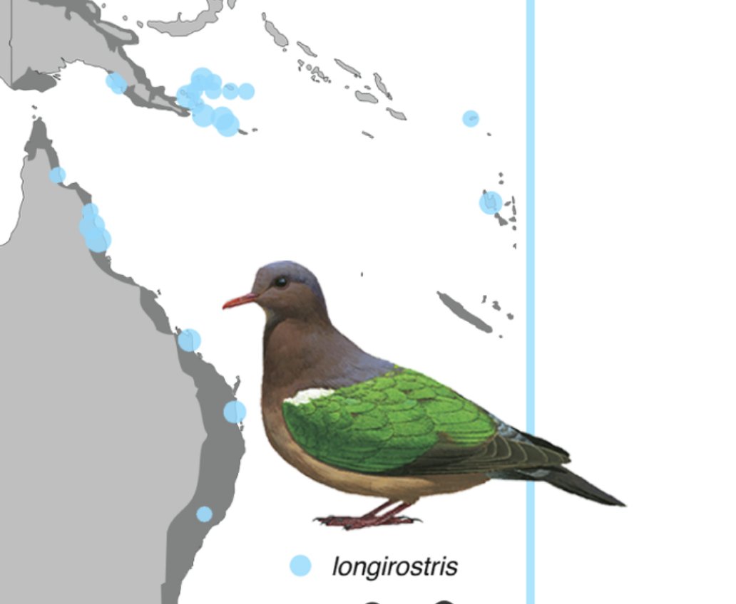 Excellent work led by Devon DeRaad in Rob Moyle's lab at the University of Kansas sorting out the relationships of Chalophaps doves! Cool story of how birds diversified across these islands... authors.elsevier.com/c/1d-PP3m3nN2c… #ornithology