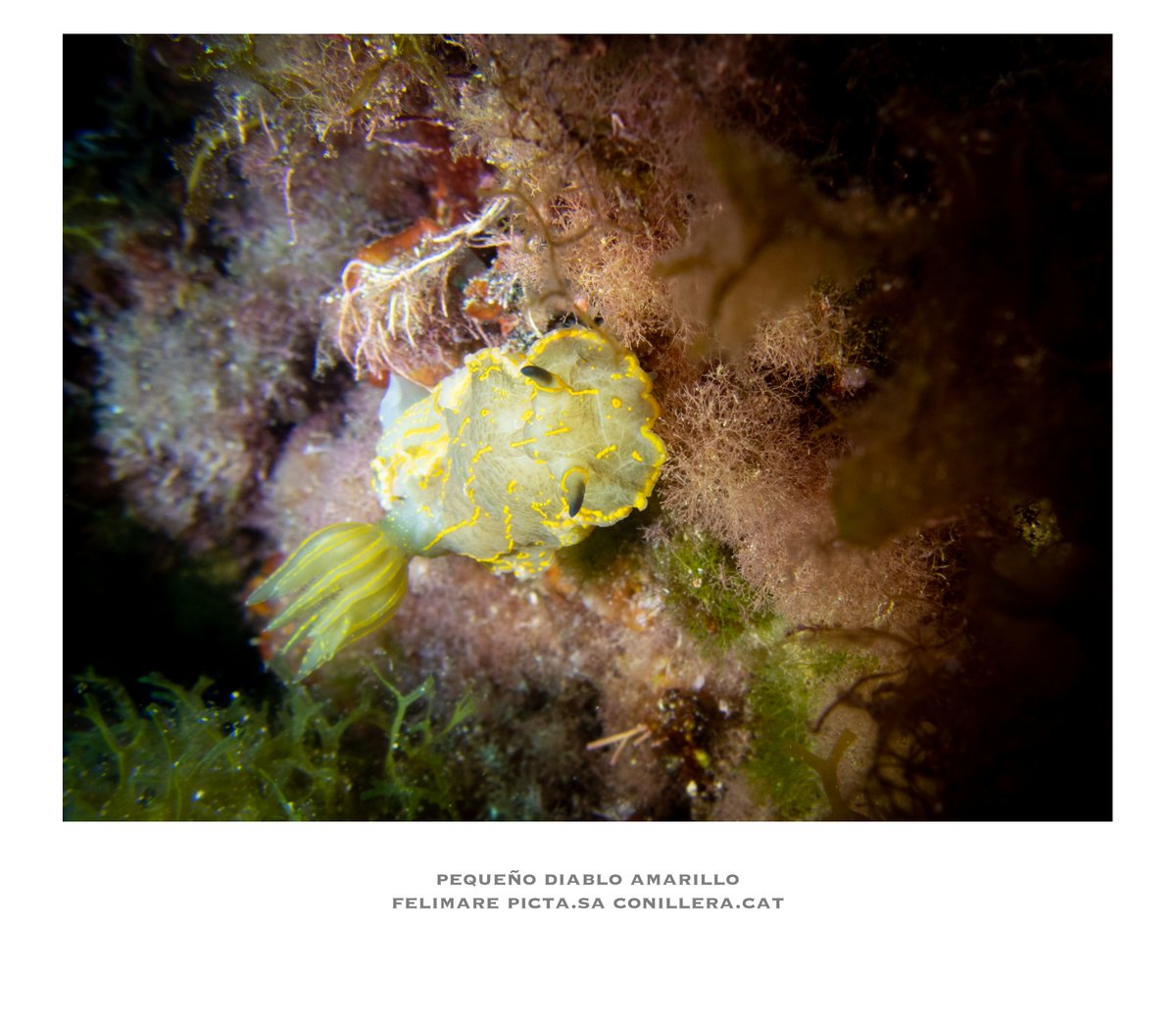 territoriocat's tweet photo. La sección Coses Nostres del dominical de Diario de Ibiza iba ayer sobre este pequeño diablo amarillo, que, en realidad, es un nudibranquio... #Felimarepicta #mediterraneo #diving #nudibranquios #saconillera #eivissa https://t.co/yL0mptYYN3