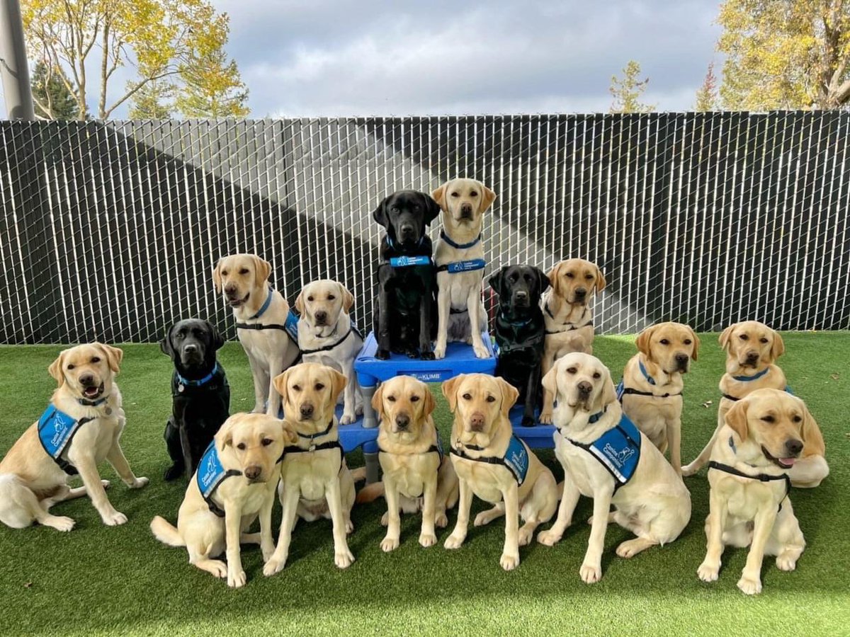 InDOMitablePup's tweet photo. It’s the first day of my @canineorg Team Training! Wish me luck that j find my perfect match! Can you tell which one is me? https://t.co/viQAjVB6yd