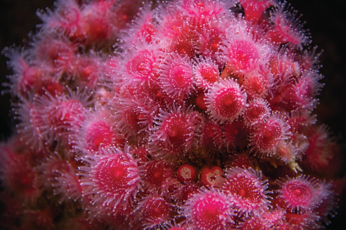 MontereyAq's tweet photo. no bones day https://t.co/r0kbZPSiar