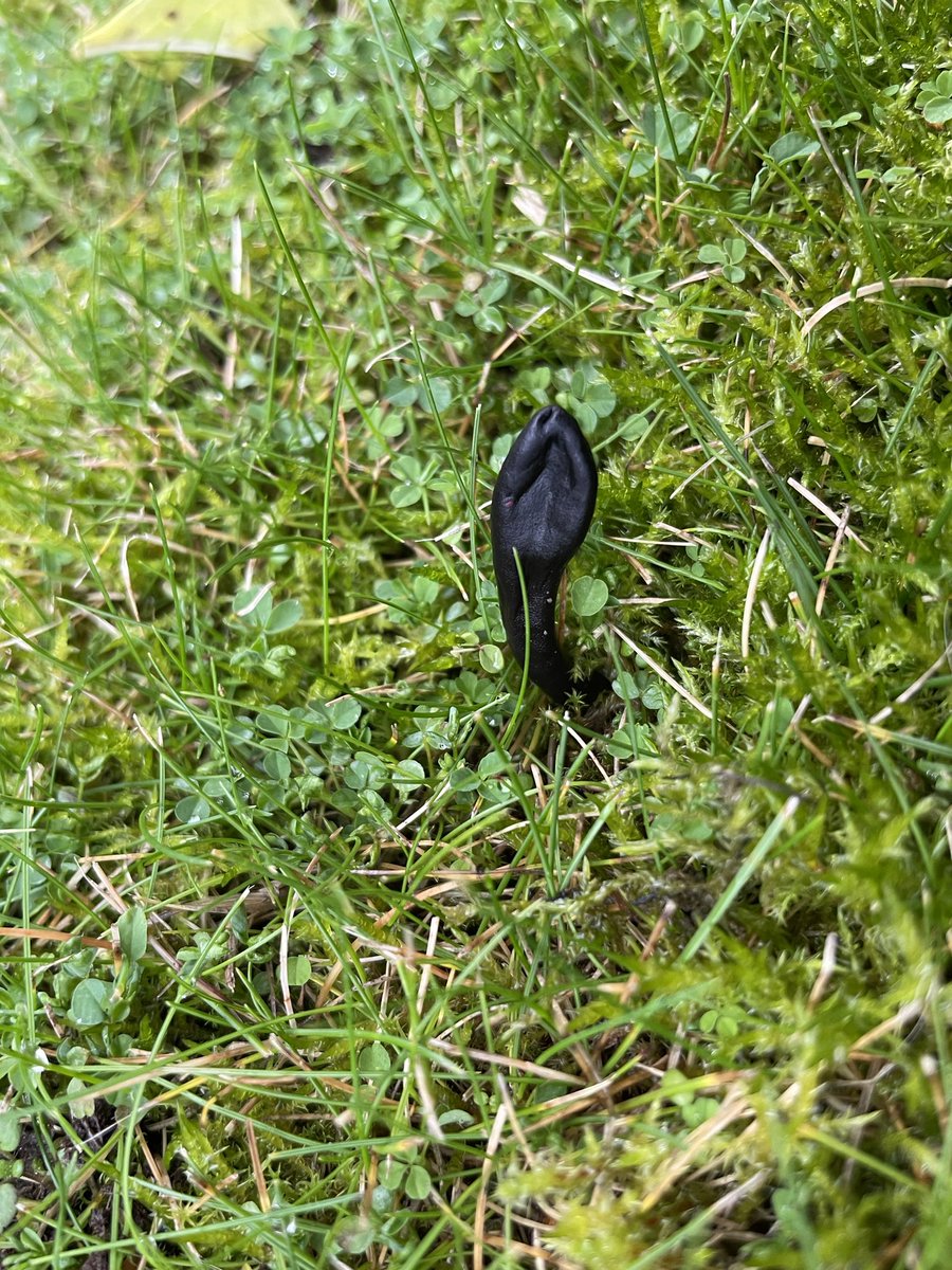 Joshua Styles tweet media