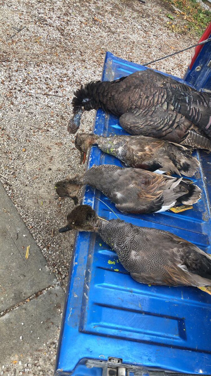 CalebRowan8's tweet photo. Crazy morning today got a turkey and a few ducks #insane https://t.co/kPNI7I0rS3