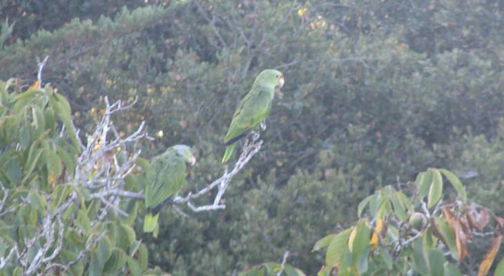 Santa Barbara's Beloved Parrot Flock Down to 2 Males: buff.ly/3mAMTae #parrots