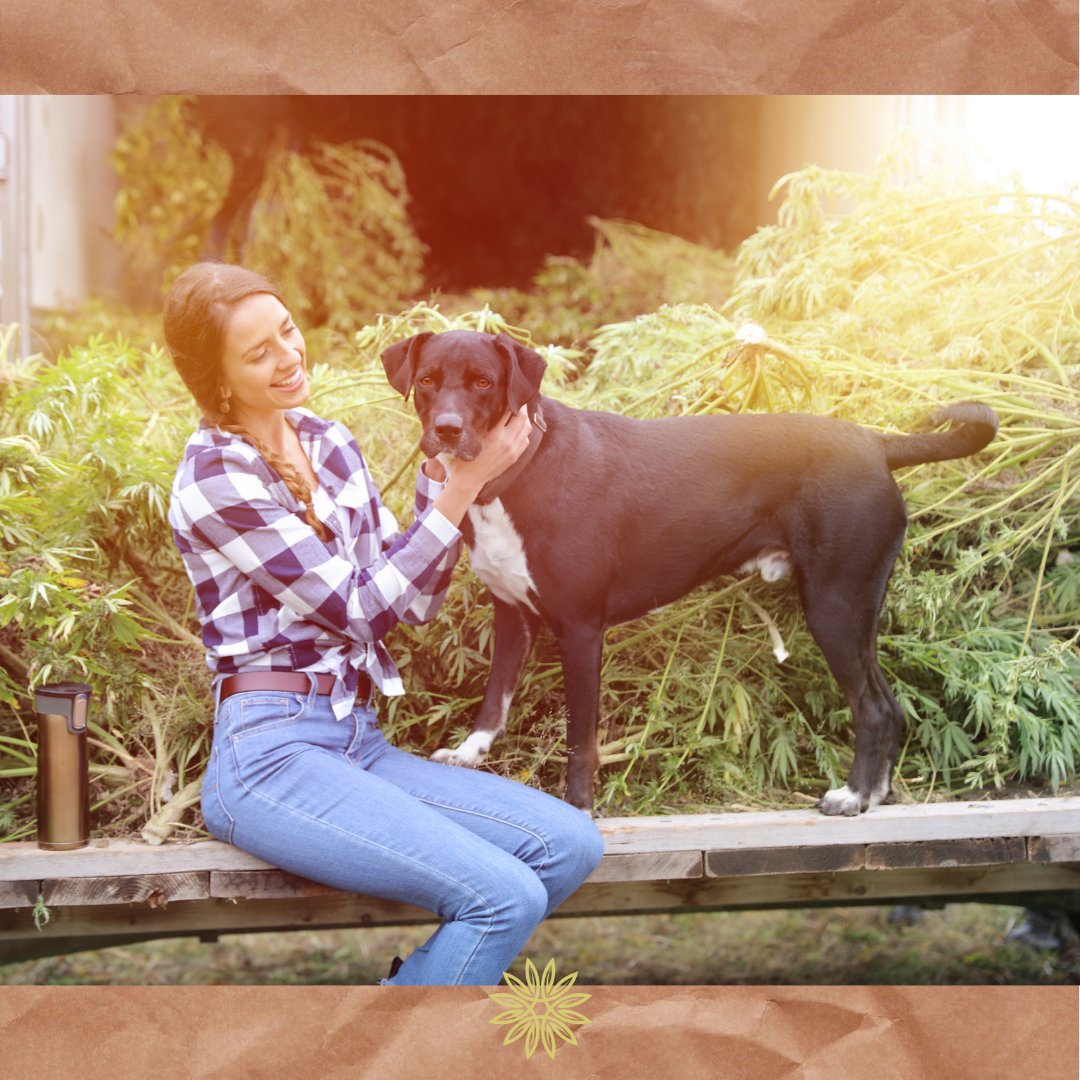 native_hemp's tweet photo. What are the benefits of hemp oil for our dogs? 🤔

Reduce epileptic seizures 
Ease osteoarthritis pain 
Improve mobility
Lower anxiety

#nativeearthhempco #alternativemedicine #hemp #hempoil #hempseeds #hempcbd #hemphealth #hempseedoil #planethemp  #hempextract #hempfordogs https://t.co/GtR9xhlChs