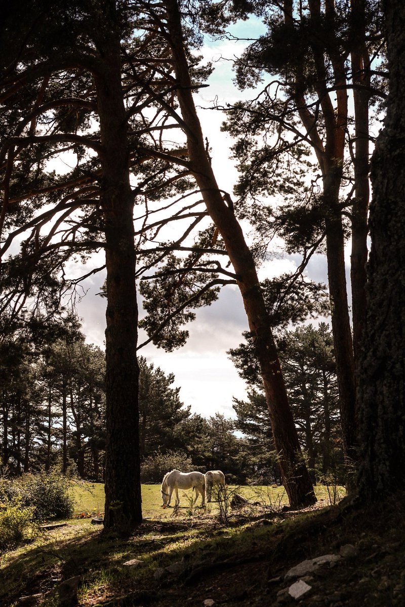 Ownphotography_'s tweet photo. 1 de noviembre 🍂🍁🌲 https://t.co/Jb4P0UJYTU