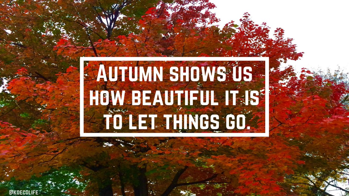 koecolife's tweet photo. "Autumn shows us how beautiful it is to let things go." @koecolife Choose today to start fresh &amp; find peace in your decisions and the actions of others.🙏🥰| #MondayMotivation #motivation #mondaymood #meditation #inspiration #InspirationalQuotes https://t.co/FALbPorcjE