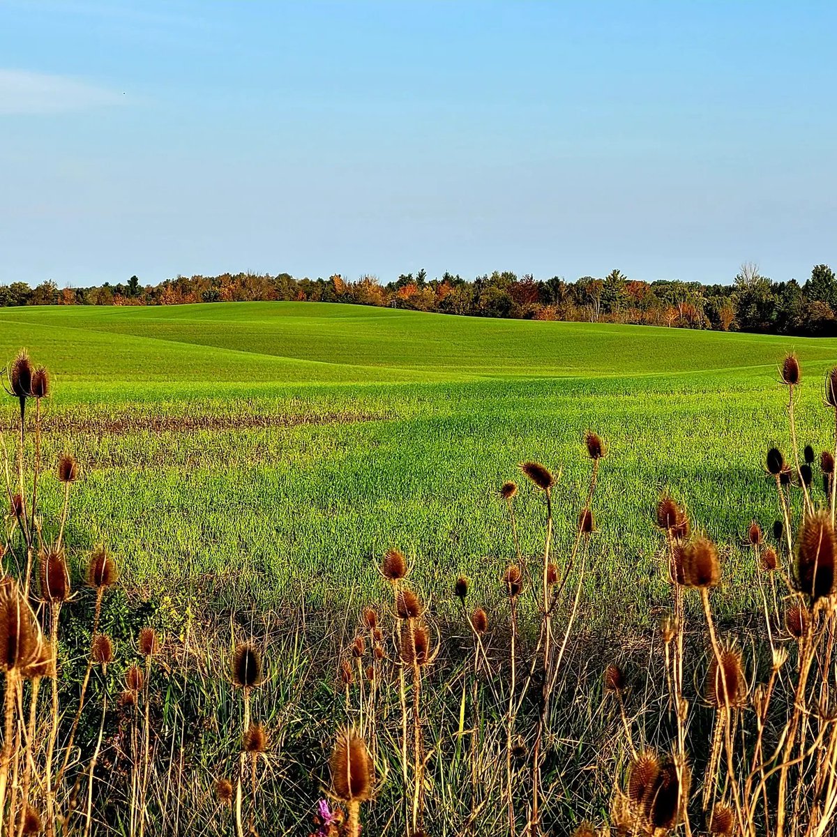 AgilitywAmanda's tweet photo. Can't believe how green these fields are π
#countryviews #countryselfie #greenfields #thankafarmer #countrylife #countrytime #natureselfie #naturephotos #selfie #canadianviews #ontarioviews #canadiangirl #countrygirl https://t.co/BwBsK44NNm