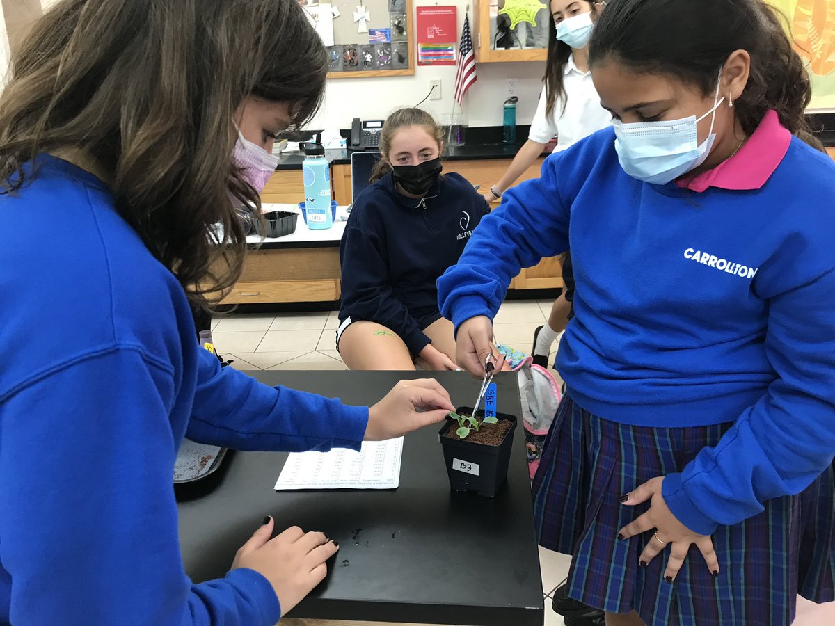 Carrollton School (@carrolltonsh) on Twitter photo Grade 7’s Week Two Growing Beyond Earth Fairchild Challenge results: GBE 151 Cherry Bell 100% germination , GBE 152 Crunchy Crimson 100% germination, GBE 157 Dragon 75% germination. Seeds germinated in 2-3 days. They look "Radishing"! @FairchdChallnge <a href="/HarvardGrwthLab/">Harvard's Growth Lab</a> Grade 7’s Week Two Growing Beyond Earth Fairchild Challenge results: GBE 151 Cherry Bell 100% germination , GBE 152 Crunchy Crimson 100% germination, GBE 157 Dragon 75% germination. Seeds germinated in 2-3 days. They look "Radishing"! @FairchdChallnge <a href="/HarvardGrwthLab/">Harvard's Growth Lab</a>