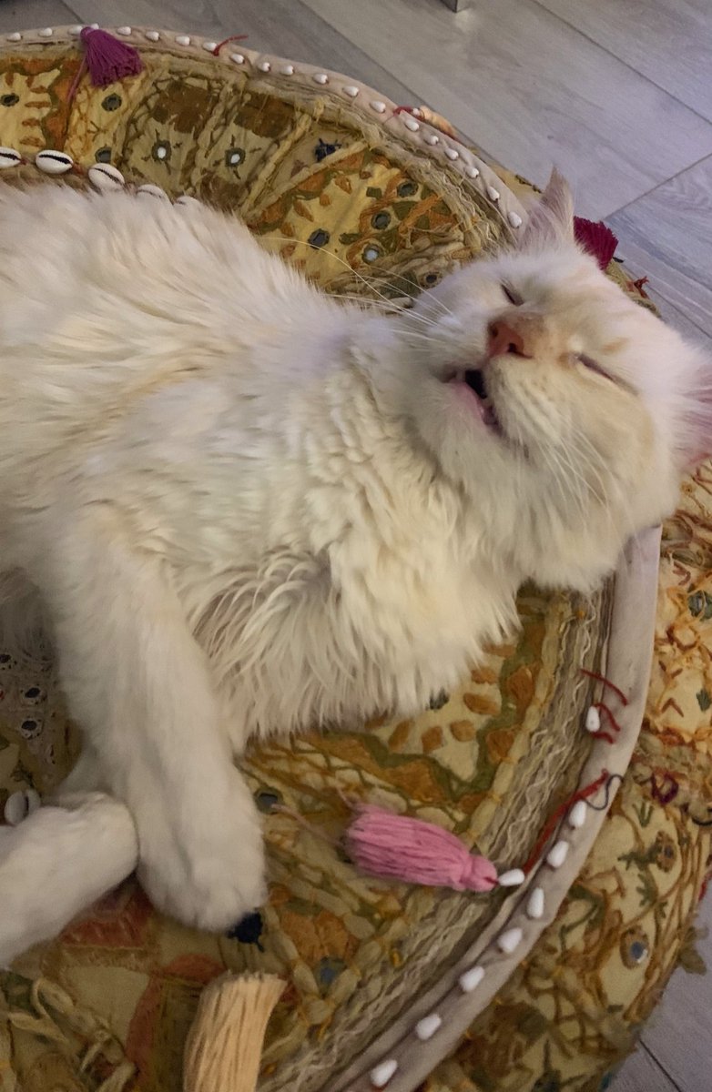 asmaalizain's tweet photo. Mood 😩
#foodcoma #postdinner https://t.co/ffangyfQIP