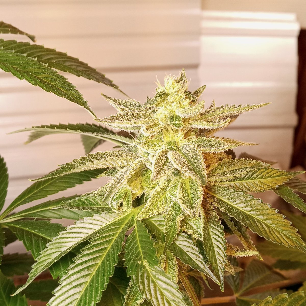 ChuckieCheese8's tweet photo. I named this plant after you!! I've been trying for years to get just a hello from my all time QUEEN 👑 https://t.co/vXPSArOme3
