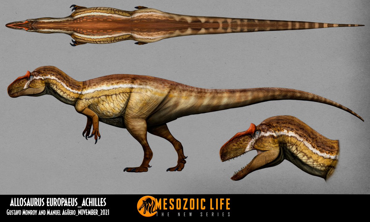 michel_elia's tweet photo. Our Allosaurus europaeus from #MesozoicLifeProject has certainly been the species that has had the most skin designs, at least for now.

Thanks to @GMonroyB1  and @MDinoart  for collaborating together on these two designs of one of my favorite dinosaurs from my project https://t.co/fVTCavnOBs