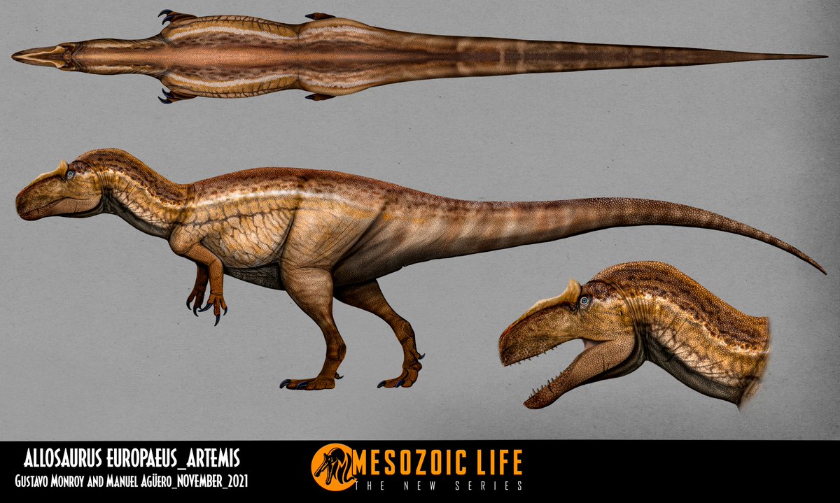 michel_elia's tweet photo. Our Allosaurus europaeus from #MesozoicLifeProject has certainly been the species that has had the most skin designs, at least for now.

Thanks to @GMonroyB1  and @MDinoart  for collaborating together on these two designs of one of my favorite dinosaurs from my project https://t.co/fVTCavnOBs
