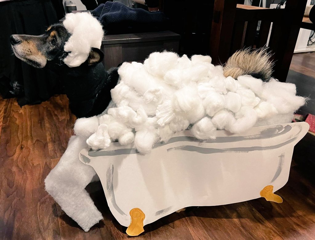 fancy_foxtrot's tweet photo. I forgot to add Soba's costume! She was the thing she feared most-- a bath. https://t.co/Co6wg18Jvh