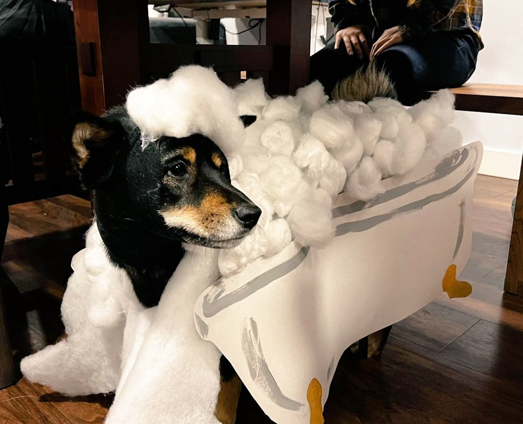fancy_foxtrot's tweet photo. I forgot to add Soba's costume! She was the thing she feared most-- a bath. https://t.co/Co6wg18Jvh