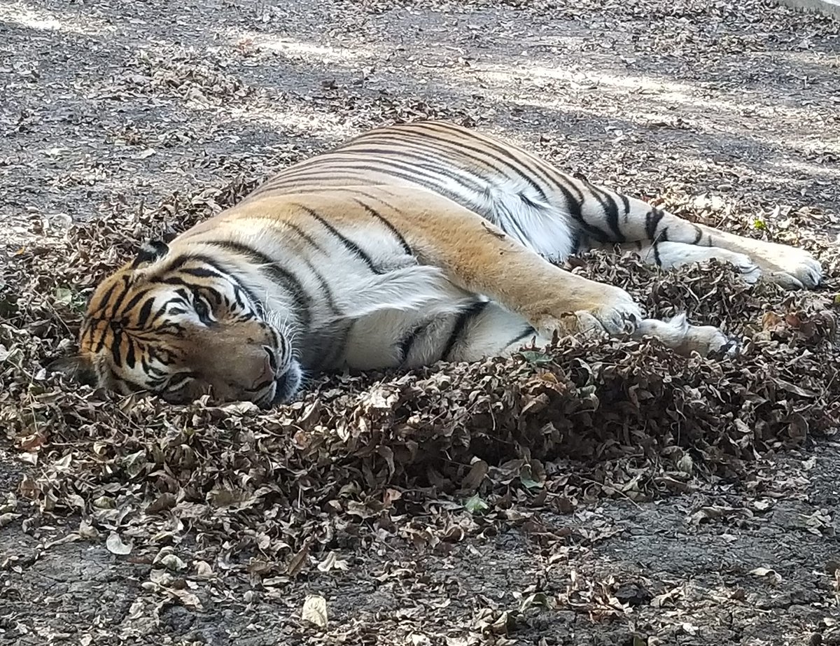 Insync_Exotics's tweet photo. Lazarus is loving the leaves on the playground! One of the many wonderful things about fall, the cats love laying in leaf piles. Show us your favorite pics of your pets enjoying the fall leaves.
#fallhasfallen #autumnleaves #bestdayever https://t.co/xpdAWfpNHV