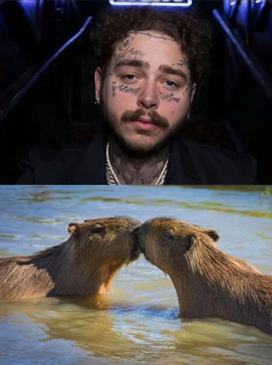 CAPYBARA_MAN's tweet photo. Post Malones moustache looks like 2 Capybaras kissing https://t.co/L2SuvqvQfQ