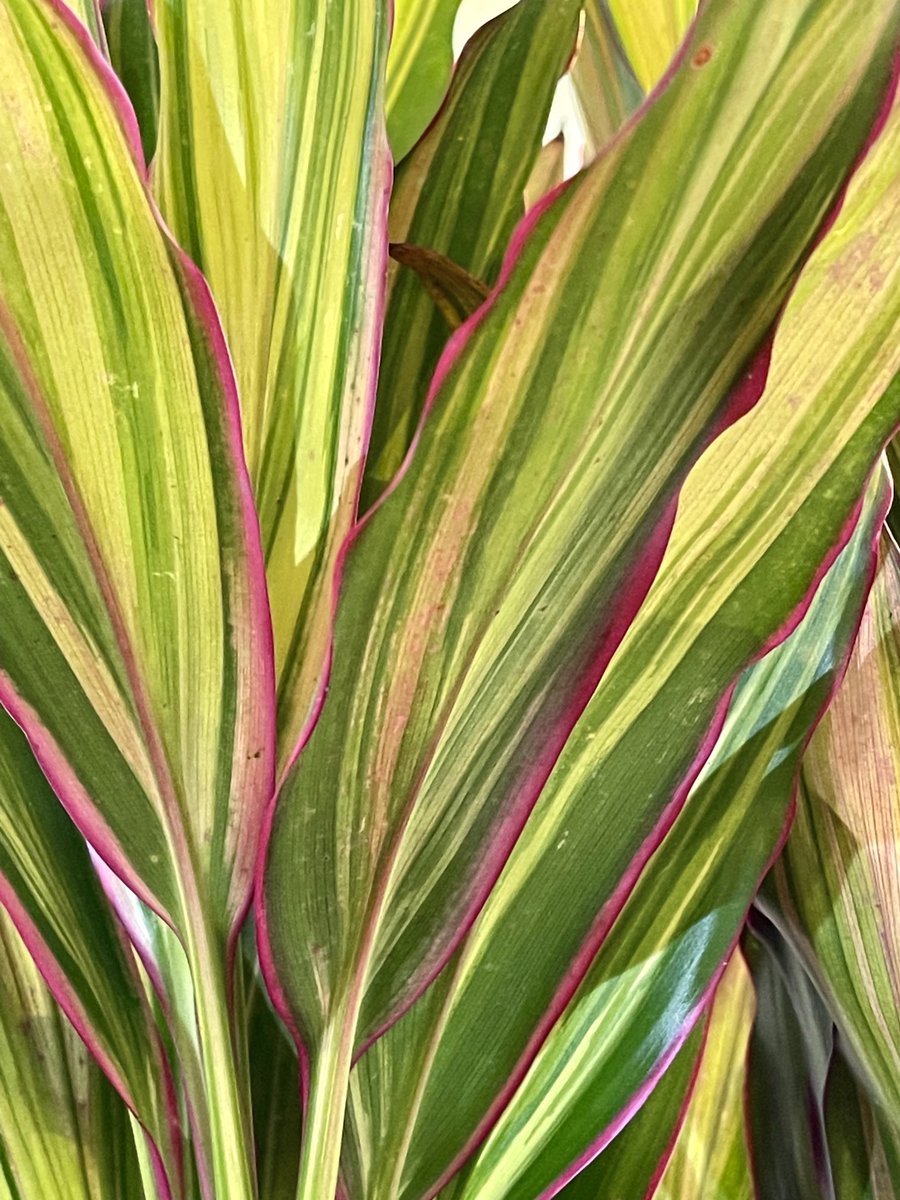 wildswan's tweet photo. Look at these gorgeous, happy, radiant colors on this Cordyline fruticosa ‘Kiwi’! 

#HawaiianTiPlant #CordilineFruticosa #GoodLuckPlant
#LushPlants #plants #houseplants #ColorfulFoliage https://t.co/XSoFaxG3oj