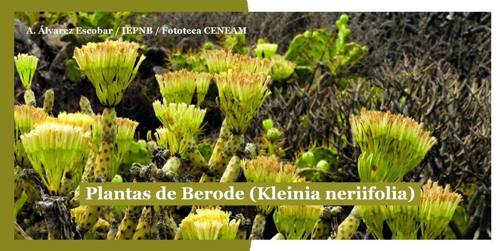 oapngob's tweet photo. El #Verode o #berode🌾 Un arbusto endémico de las #IslasCanarias.
#Curiosidades: conservan las hojas y frutos secos del año anterior mientras florecen los nuevos. Aquí observamos el Berode en flor, justo antes de emitir nuevas hojas 👉🏻 señal de un otoño lluvioso. https://t.co/BPv2Mz5y2D