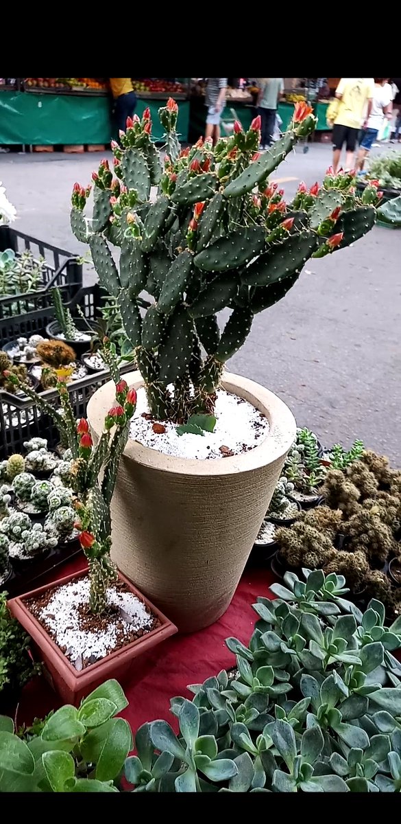 Na primavera floresce o cacto (Opuntia ficus-indica) Figueira da Índia. Sua flor é vermelha e amarela. #spring #cactus #índia #twitter #FK #floresce #flores #red #flowers #primavera #cactofilia #beautiful #Brazil #market #FairCity #moment #sudeste #amazing #desert #helloween2021.