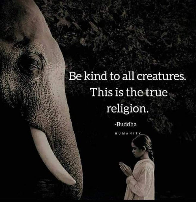 ❤❤️❤️BE KIND TO ALL CREATURES❤️❤️ Drink green - eat green #goveganfortheanimals #nadeeavolianova #goveganfortheplanet<a href="/tag/beautiful"class="tags"><span>#beautiful</span></a><a href="/tag/lovenature"class="tags"><span>#lovenature</span></a><a href="/tag/loveanimals"class="tags"><span>#loveanimals</span></a><a href="/tag/content"class="tags"><span>#content</span></a><a href="/tag/badbarbie"class="tags"><span>#badbarbie</span></a>
