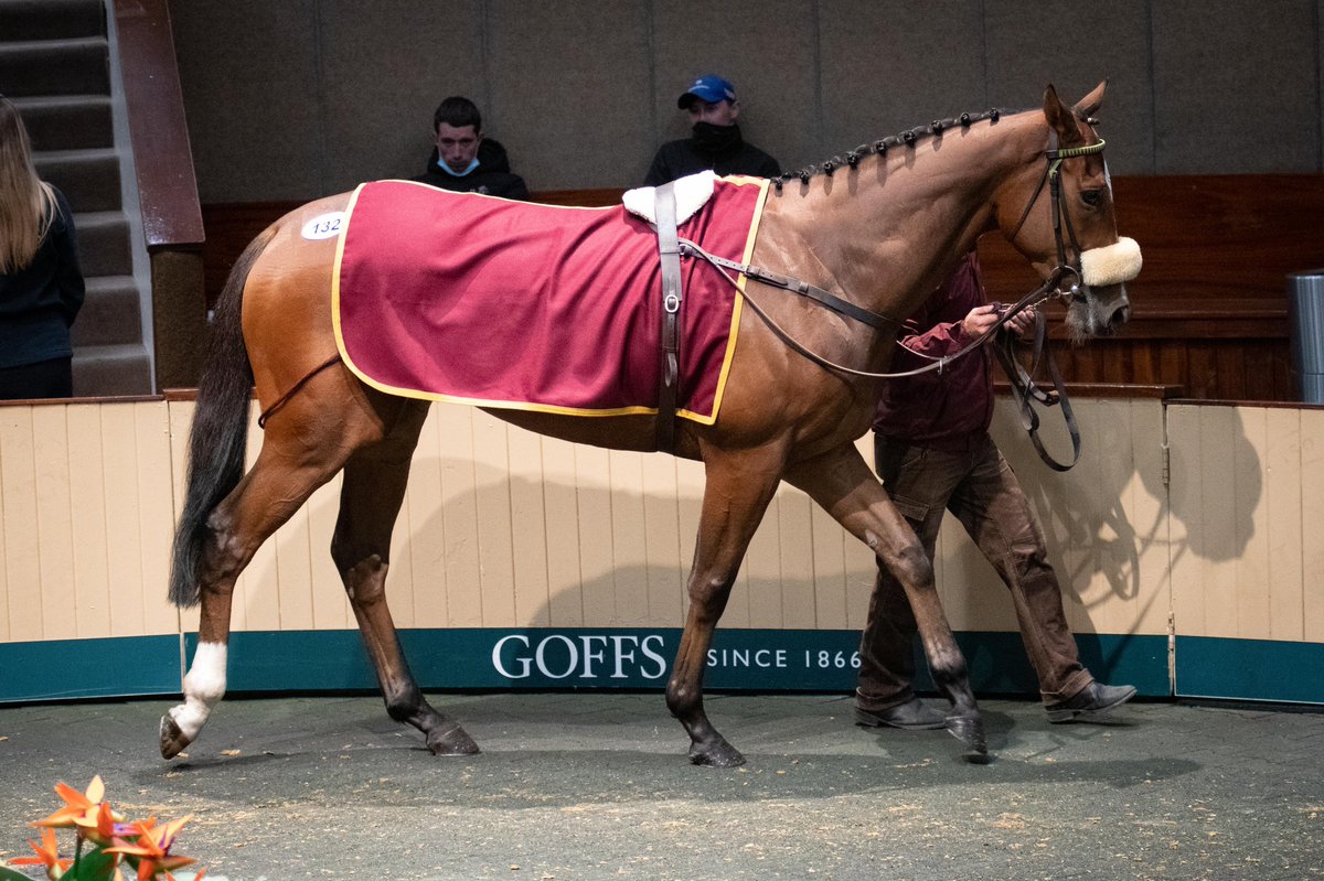 Goffs1866's tweet photo. Young trainer Gearoid Brouder went to €100,000 for Eagle’s Flight from @MHalfordRacing in today’s Autumn HIT Sale 🤝
#PackedWithPotential https://t.co/hQ1YvBdAVX