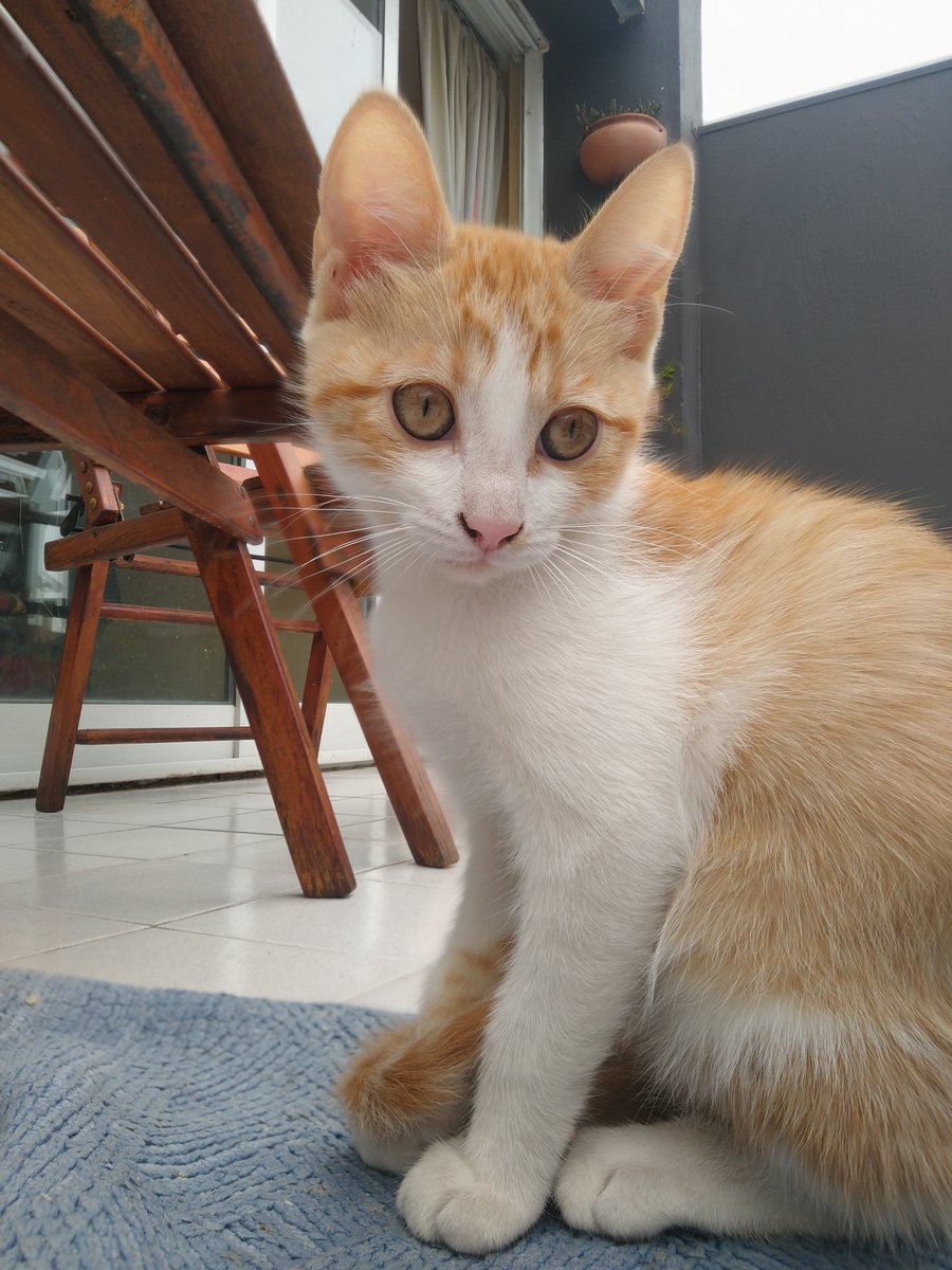JulietaIrazuzta's tweet photo. Holis, necesito que me ayuden con un rtw.
Acá está el colo y la duquesa, están esperando por un hogar!!! Tienen 2 meses, son bebs mimosxs y juguetonxs.. Sabemos que mientras más pasa el tiempo más difícil es, ayúdame a darles una casita 🥺
@VivireNuevaCba https://t.co/0c24tELgek