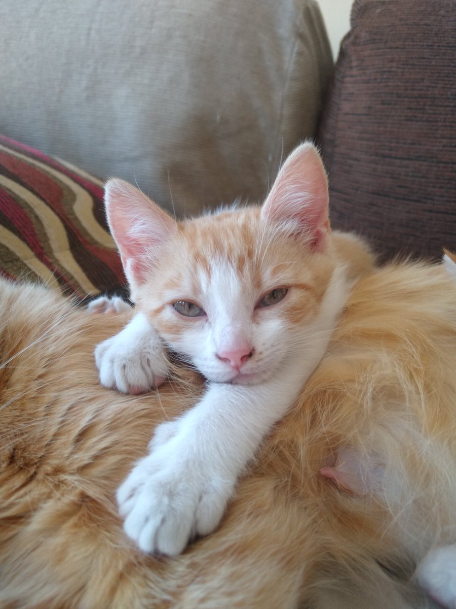 JulietaIrazuzta's tweet photo. Holis, necesito que me ayuden con un rtw.
Acá está el colo y la duquesa, están esperando por un hogar!!! Tienen 2 meses, son bebs mimosxs y juguetonxs.. Sabemos que mientras más pasa el tiempo más difícil es, ayúdame a darles una casita 🥺
@VivireNuevaCba https://t.co/0c24tELgek