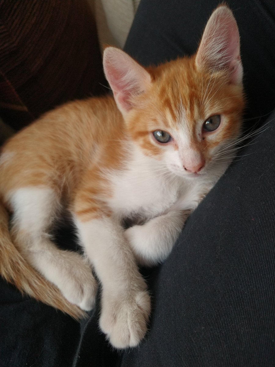 Holis, necesito que me ayuden con un rtw.
Acá está el colo y la duquesa, están esperando por un hogar!!! Tienen 2 meses, son bebs mimosxs y juguetonxs.. Sabemos que mientras más pasa el tiempo más difícil es, ayúdame a darles una casita 🥺
<a href="/VivireNuevaCba/">VivirenNuevaCórdoba®</a>