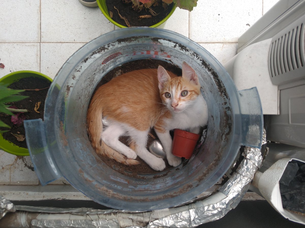 JulietaIrazuzta's tweet photo. Holis, necesito que me ayuden con un rtw.
Acá está el colo y la duquesa, están esperando por un hogar!!! Tienen 2 meses, son bebs mimosxs y juguetonxs.. Sabemos que mientras más pasa el tiempo más difícil es, ayúdame a darles una casita 🥺
@VivireNuevaCba https://t.co/0c24tELgek