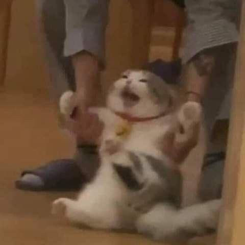 aniii_books's tweet photo. KILLIAN CTM, COMO ES QUE ME ANDAS INTERRUMPIENDO A EME Y ALEN JODER 😾🔪
VENI, VENI QUE NO TE VOY A HACER NADA 😾🔪 https://t.co/IMjW0p5uuG