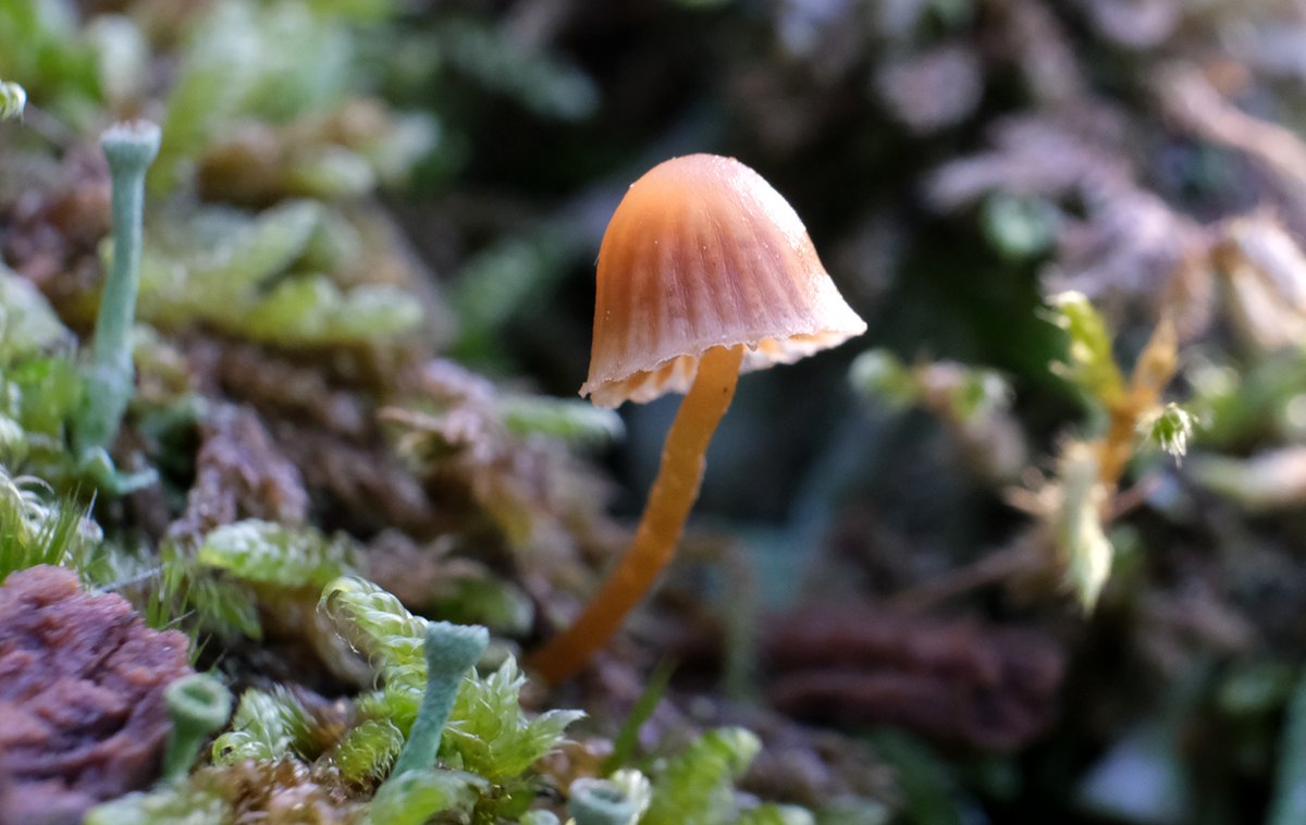 scotfot's tweet photo. Tiny #fungi https://t.co/P0laBoPbRZ
