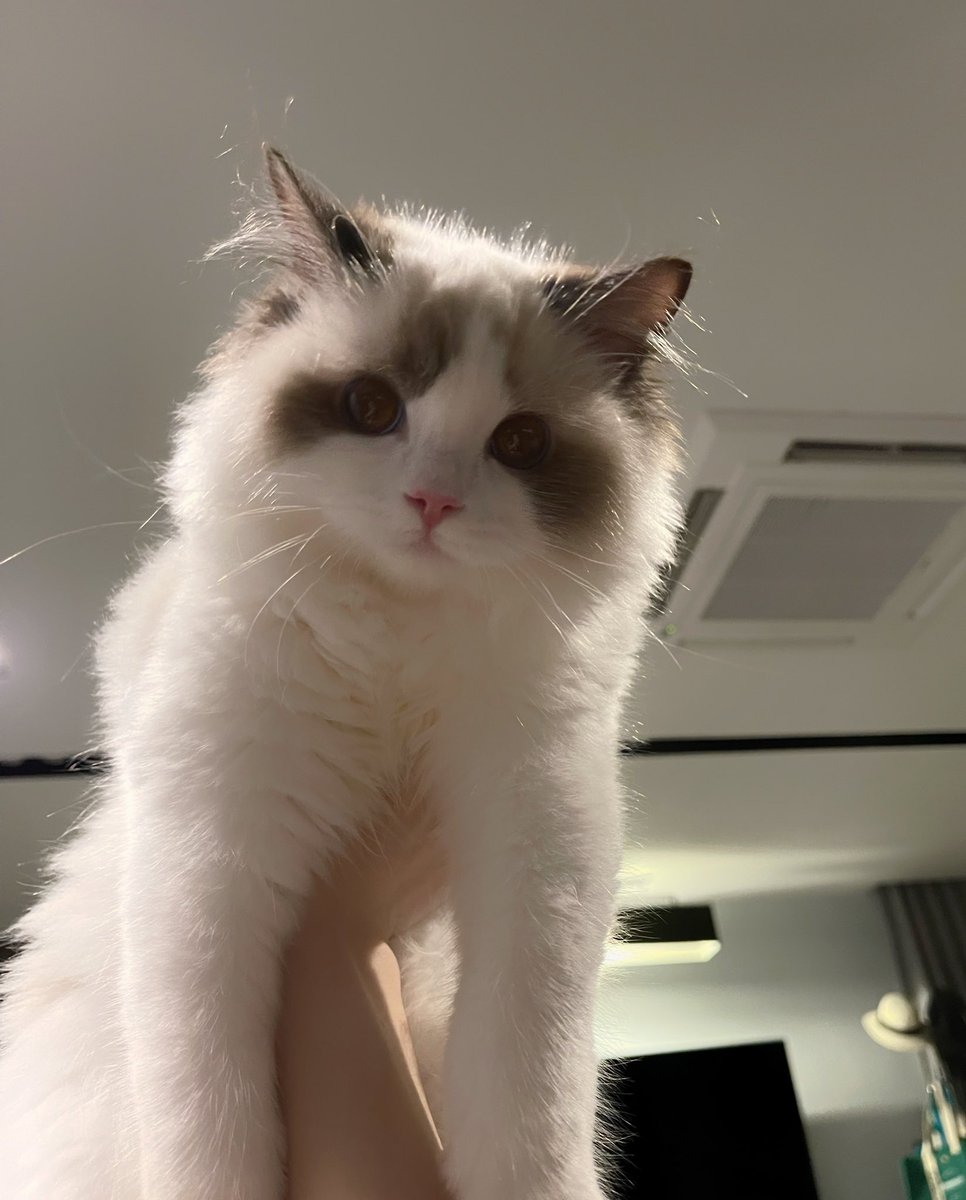 Bonusiie's tweet photo. จับแพนด้าแดงที่ชอบมากวนมานุดตอนนอนได้ จักกังยังไงดี https://t.co/4OpCPSWFoq