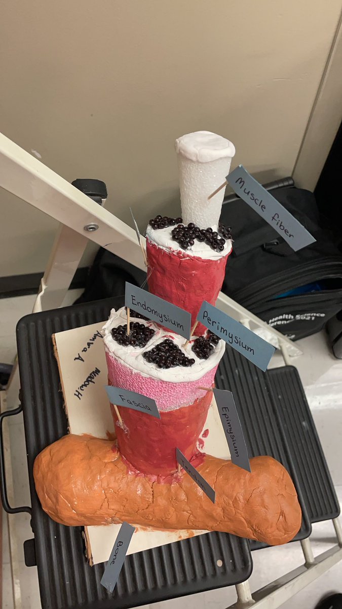 William02007953's tweet photo. Some of our finished muscle bundles #CTENCISD https://t.co/5QPCmQ0Als