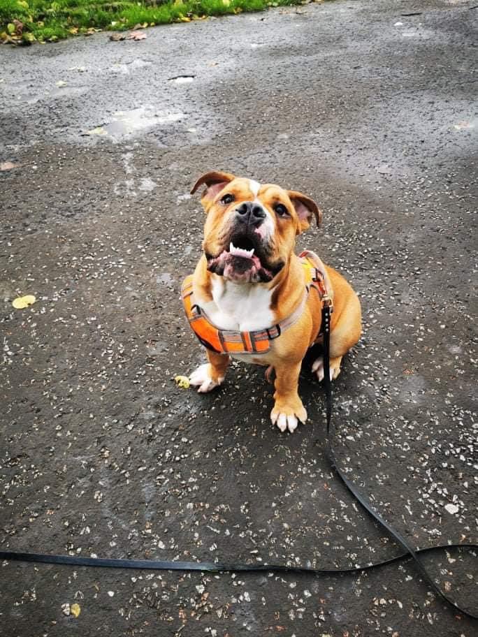EdwardsFriend's tweet photo. Please welcome Denzil to EF. He is a 7mth old boy that was handed in due to his new owners not understanding the breed and realising they were out of their depth with a very energetic bulldog but not wanting to see him go to just anyone. DENZIL IS IN SCOTLAND https://t.co/tyHQ1Y7phG