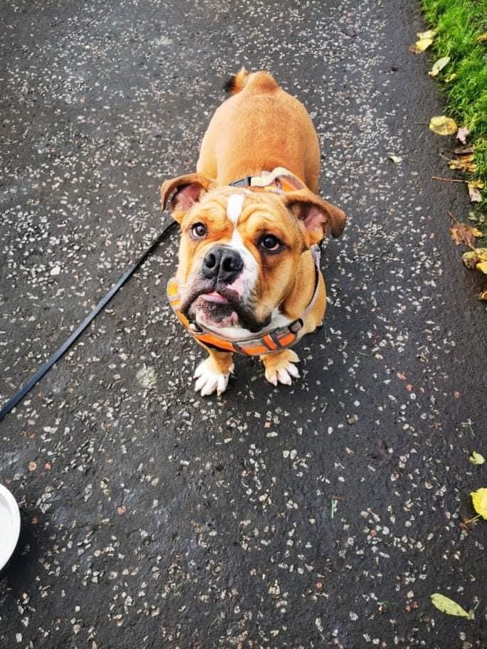 Please welcome Denzil to EF. He is a 7mth old boy that was handed in due to his new owners not understanding the breed and realising they were out of their depth with a very energetic bulldog but not wanting to see him go to just anyone. DENZIL IS IN SCOTLAND