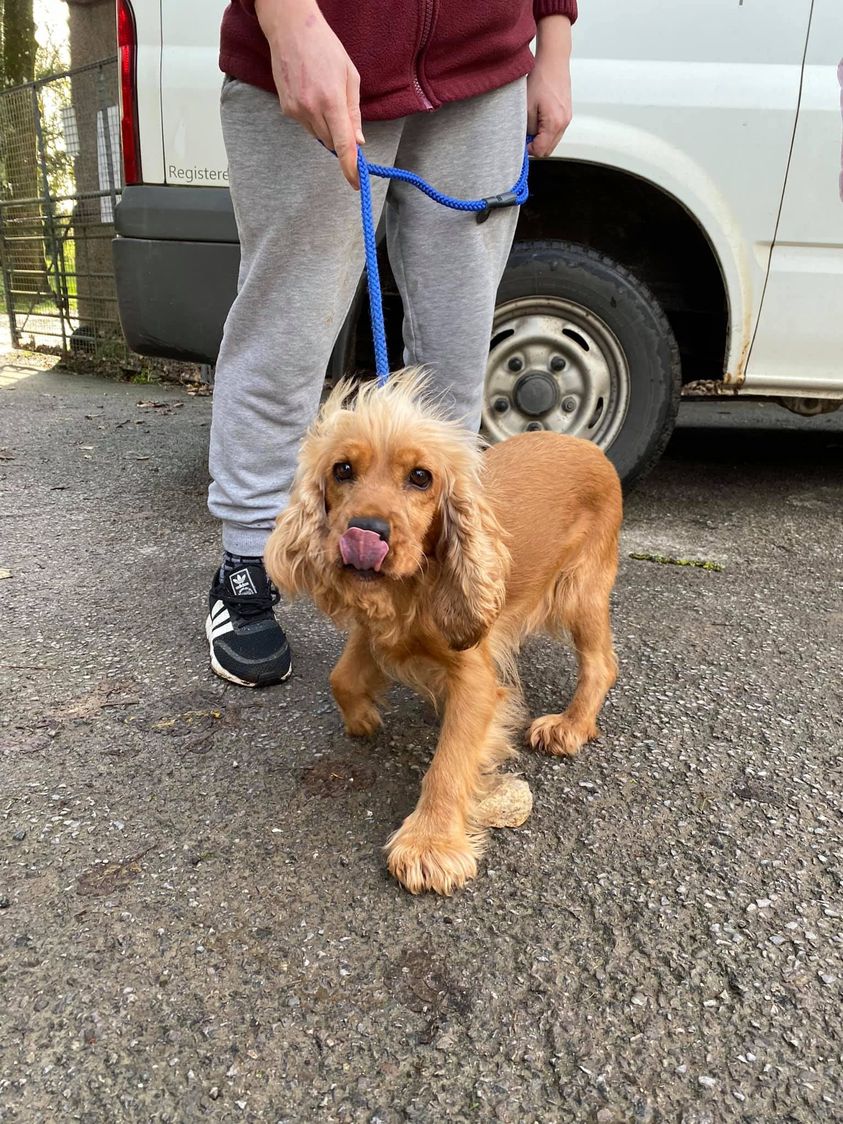 The_Animal_Team's tweet photo. Female #CockerSpaniel approx. 5yo #found in #OgmoreBySea #Glamorgan #Wales &amp; currently doing her seven days at Hope Rescue #Llanharan If this is your dog or you have any information please 📞the Centre on 01443 226659. https://t.co/VuhhzTzyVa #FoundSpaniel #StraySpaniel #dogs https://t.co/VV8WyYHwqZ