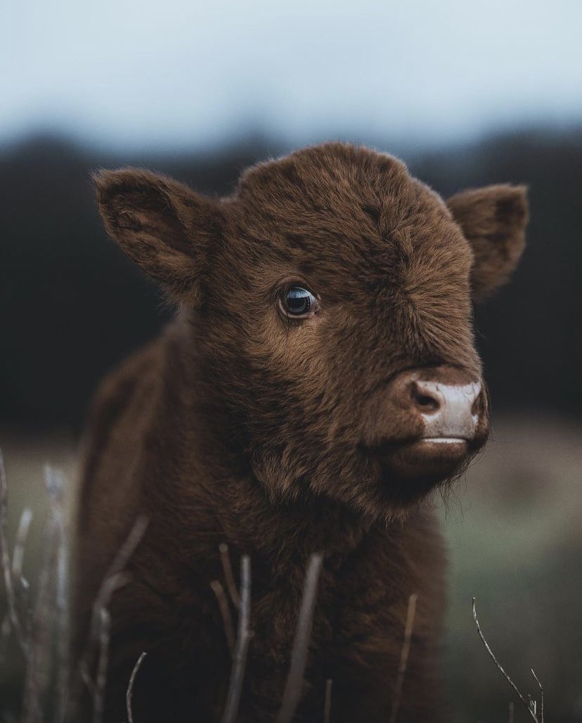 cowsjpg🐄 (@cowsjpg) on Twitter photo 